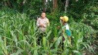 swasembada, pangan, bhabinkamtibmas, lombok, petani, pertanian, ketahanan