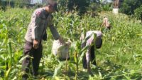 Sinergi Polri dan Petani, Panen Jagung Bersama di Bagik Polak