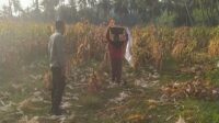 Bhabinkamtibmas Sekotong Dukung Petani Jagung, Begini Aksinya!
