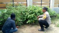 Sinergi Polri dan Warga: Kapolsek Sekotong Tinjau Pekarangan Bergizi