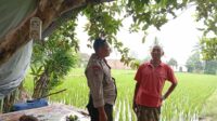 Terobosan Polsek Labuapi: Keamanan dan Ketahanan Pangan Jalan Beriringan