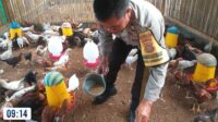 Bhabinkamtibmas Kuripan Aktif Sosialisasi Ketahanan Pangan ke Peternak Ayam