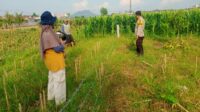 Bhabinkamtibmas Labuapi Aktif Dorong Ketahanan Pangan di Desa Karang Bongkot