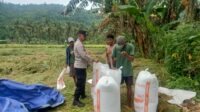 Bhabinkamtibmas Sekotong Kawal Panen Padi, Perkuat Ketahanan Pangan di Lombok Barat