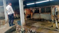 Dekatkan Diri ke Warga, Bhabinkamtibmas Dorong Usaha Ternak
