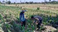 Bhabinkamtibmas Desa Bagik Polak Barat Dorong Kemandirian Pangan