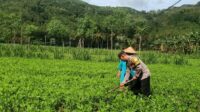 Optimalisasi Pekarangan: Peran Aktif Bhabinkamtibmas