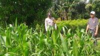 Bhabinkamtibmas Jagaraga dan Petugas PPL Cek Langsung Kondisi Pertanian Jagung di Kuripan