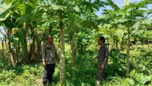 Sinergi Warga dan Polisi Gerakkan Pertanian Rumah Tangga