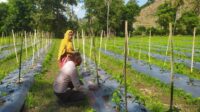 DDS Bhabinkamtibmas Dorong Produksi Cabai dan Keamanan Desa
