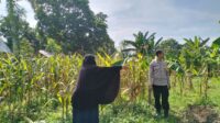 Polres Lombok Barat Dorong Produktivitas Jagung Lewat Pendampingan Petani