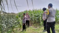Polres Lombok Barat Tinjau Lokasi Panen Raya Jagung, Persiapan Jelang 2 Juni