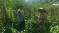 Bhabinkamtibmas Babussalam Gencarkan Ketahanan Pangan di Lombok Barat