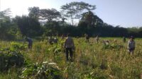 Bhabinkamtibmas Desa Jagaraga Aktif Dorong Ketahanan Pangan Lokal