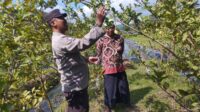 Bhabinkamtibmas Gapuk Dukung Petani Jambu Kristal di Gerung