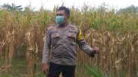 Bhabinkamtibmas Jagaraga Dukung Ketahanan Pangan di Dusun Beremi