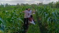 Bhabinkamtibmas Kuripan Utara Dukung Ketahanan Pangan Lokal