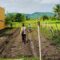 Polri Aktif di Ladang Petani Kediri, Dorong Kesejahteraan dan Ketahanan Pangan