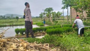 Polri Pantau Langsung Tanam Padi di Desa Lelede, Lombok Barat