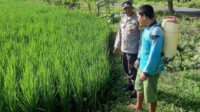 Polri Perkuat Swasembada Pangan di Desa Montong Are