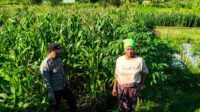 Polsek Lembar Dampingi Warga Mareje Timur Atur Tanam Jagung