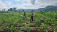 Sinergi Polisi dan Petani Dorong Ketahanan Pangan di Jembatan Kembar Timur
