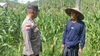 Bhabinkamtibmas Sekotong Dukung Petani Jagung Wujudkan Ketahanan Pangan