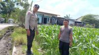 Bhabinkamtibmas Labuapi Dorong Pemanfaatan Lahan Kosong untuk Ketahanan Pangan