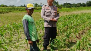 Bhabinkamtibmas Telagawaru Dorong Ketahanan Pangan Warga Paok Kambut