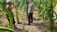 Ketahanan Pangan Diperkuat, Polres Lombok Barat Turun ke Ladang