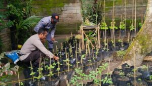 Polri Dorong Ketahanan Pangan dari Pekarangan Warga Kuripan Utara