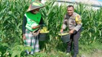 Polsek Labuapi Edukasi Warga Desa Jerneng untuk Tanam Sayur