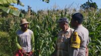 Jagung Jadi Andalan Banyumulek untuk Stabilkan Pangan Lokal
