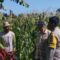 Jagung Jadi Andalan Banyumulek untuk Stabilkan Pangan Lokal