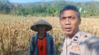 Bhabinkamtibmas Eyat Mayang Dukung Petani Jagung di Lembar untuk Ketahanan Pangan