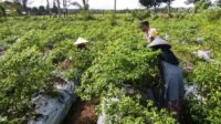 Bhabinkamtibmas Kuripan Utara Dampingi Petani Panen Cabai, Dukung Ketahanan Pangan