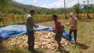 Bhabinkamtibmas Dampingi Panen Jagung di Desa Batu Putih Sekotong