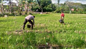 Dukung Ketahanan Pangan, Bhabinkamtibmas Kuripan Ajak Warga Manfaatkan Lahan Produktif