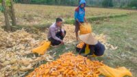 Jalin Silaturahmi, Bhabinkamtibmas Lembar Dukung Petani Jagung di Eyat Mayang