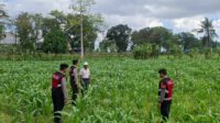 olres Lombok Barat Dampingi Petani Gerung Utara Wujudkan Swasembada Pangan