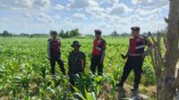 Polres Lombok Barat Dukung Petani Jagung di Desa Dasan Geres