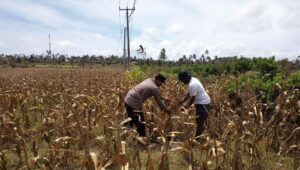 Polri Dampingi Petani Kedaro Sinergi Ketahanan Pangan di Lombok Barat