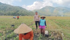 Polsek Gerung Perkuat Ketahanan Pangan Lewat Monitoring Pertanian Desa Banyu Urip