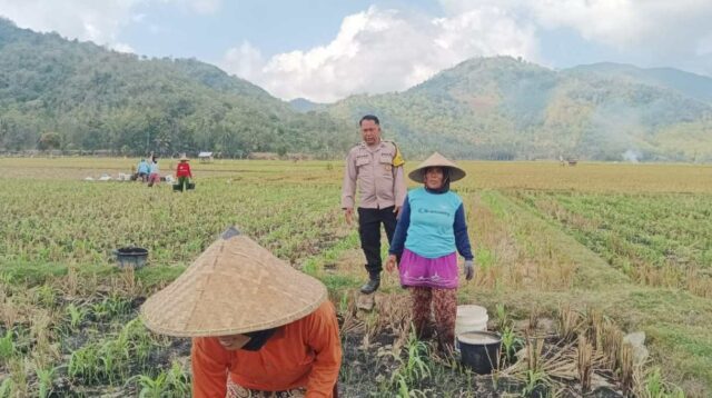 Polsek Gerung Perkuat Ketahanan Pangan Lewat Monitoring Pertanian Desa Banyu Urip