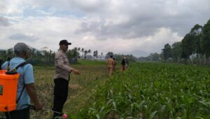 Polsek Kediri Bersama Bhabinkamtibmas dan PPL Pertanian Tingkatkan Ketahanan Pang