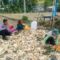 Polsek Lembar Dukung Ketahanan Pangan, Bhabinkamtibmas Beri Semangat Petani Jagung di Eyat Mayang