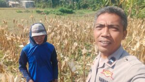 Sinergi Polri dan Petani Jagung Eyat Mayang Perkuat Ketahanan Pangan Nasional