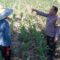 Sinergi Polri dan Petani, Optimalisasi Lahan Kosong di Dusun Jogot untuk Ketahanan Pangan