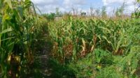 Sinergi Polisi dan Petani di Dusun Bila Tepung Hasilkan Panen Jagung Melimpah