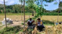 Dukung Ketahanan Pangan, Bhabinkamtibmas Lembar Beri Semangat Petani Jagung di Eyat Mayang